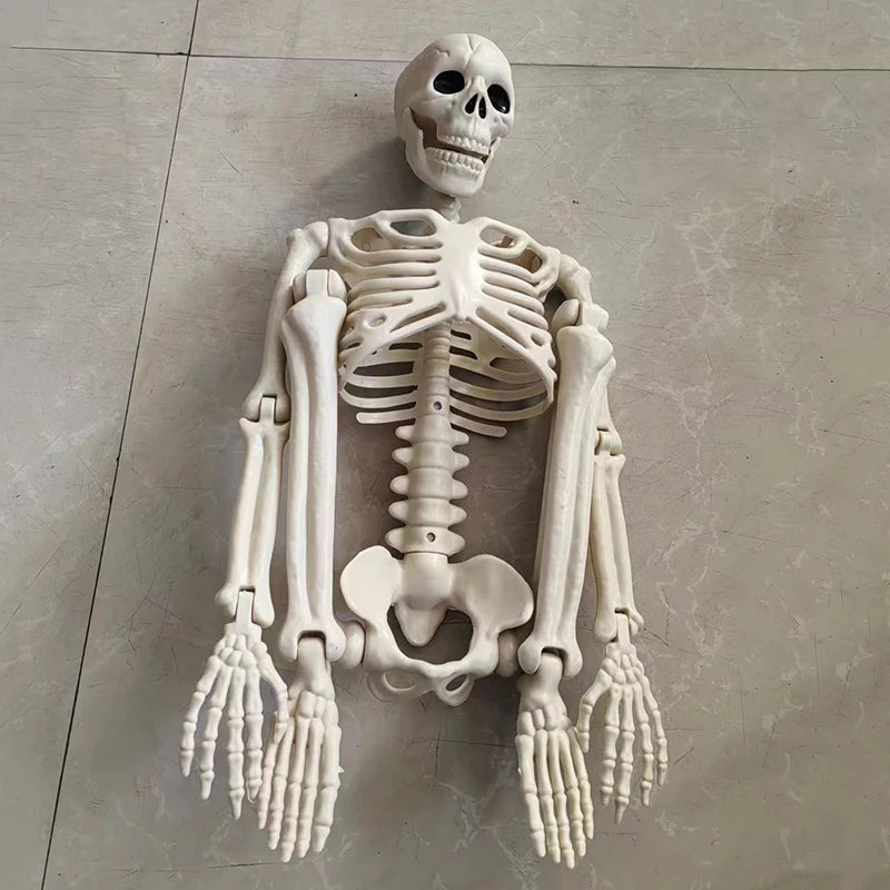 Halloween Movable Skeleton Fake Human Skull Bones